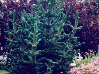 Bristlecone Pine preview image