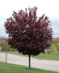 Image of Canada Red Cherry