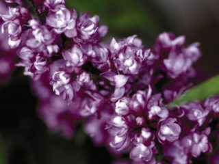 Charles Joly Lilac preview image