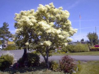 Japanese Tree Lilac preview image