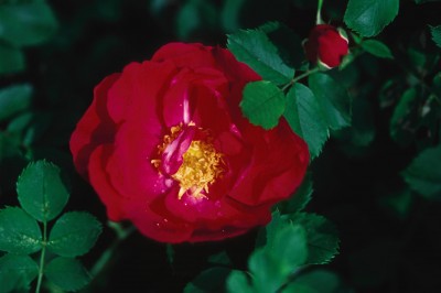 Image of Adelaide Hoodless Rose