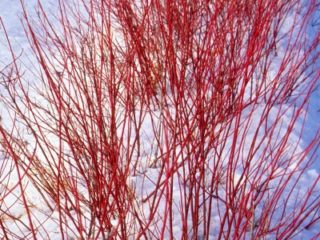 Red Twig Dogwood preview image