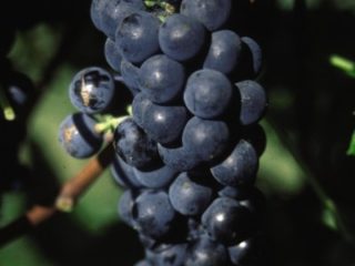 Valiant Grape preview image